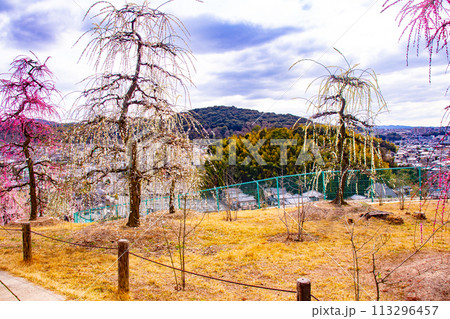【京都風景】三室戸寺　しだれ梅園はまるで天空の花園 113296457