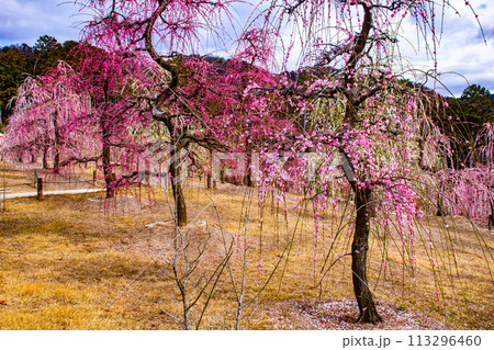 【京都風景】三室戸寺 しだれ梅園はまるで天空の花園 【京都風景】三室戸寺 しだれ梅園はまるで天空の花園 113296460