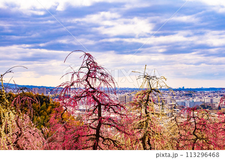 【京都風景】三室戸寺　しだれ梅園はまるで天空の花園 113296468