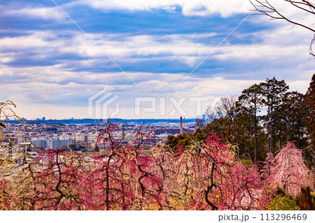【京都風景】三室戸寺　しだれ梅園はまるで天空の花園 113296469