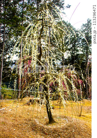 【京都風景】三室戸寺 しだれ梅園はまるで天空の花園 【京都風景】三室戸寺 しだれ梅園はまるで天空の花園 113296471