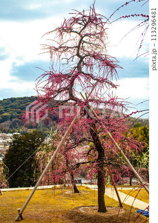 【京都風景】三室戸寺 しだれ梅園はまるで天空の花園 【京都風景】三室戸寺 しだれ梅園はまるで天空の花園 113296481