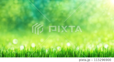 Sunny green foliage bokeh background 113296900