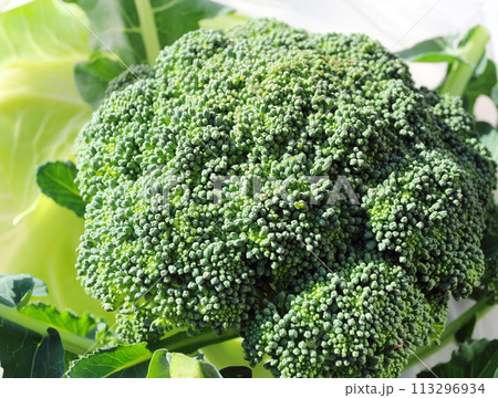 新鮮なブロッコリーの蕾をマクロ撮影　 113296934