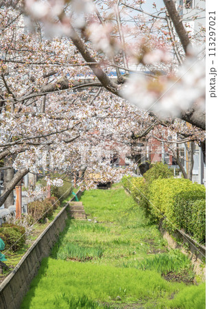 呑川親水公園　桜　東京都世田谷区深沢 113297021