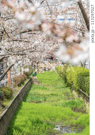 呑川親水公園　桜　東京都世田谷区深沢 113297027