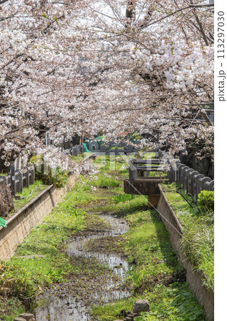 呑川親水公園 桜 東京都世田谷区深沢 呑川親水公園 桜 東京都世田谷区深沢 113297030