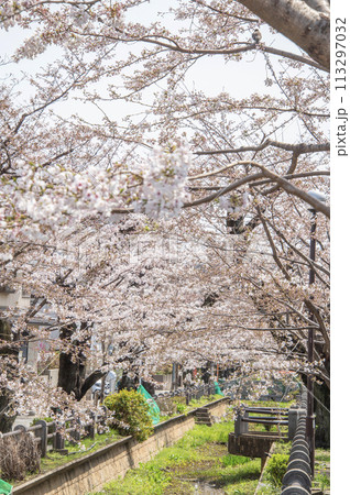 呑川親水公園　桜　東京都世田谷区深沢 113297032