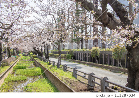 呑川親水公園 桜 東京都世田谷区深沢 呑川親水公園 桜 東京都世田谷区深沢 113297034