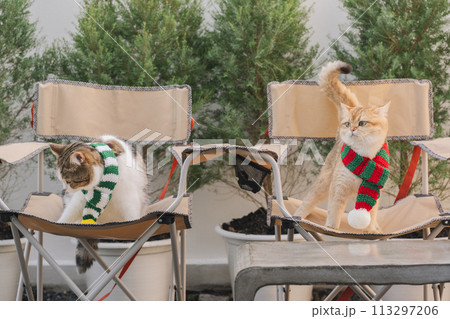 winter holiday and cat concept with british and scottish cat wear silk scarf and play on camping chair with pine and christmas tree background winter holiday and cat concept with british and scottish cat wear silk scarf and play on camping chair with pine and christmas tree background 113297206