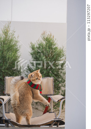 winter holiday and cat concept with british cat wear silk scarf and play on camping chair with pine and christmas tree background winter holiday and cat concept with british cat wear silk scarf and play on camping chair with pine and christmas tree background 113297207