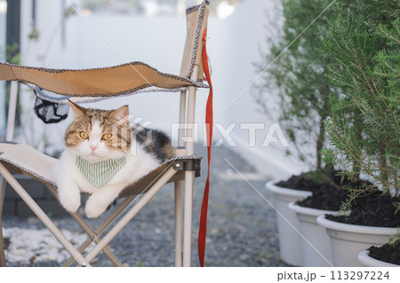 winter holiday and cat concept with scottish cat wear silk scarf and play on camping chair with pine and christmas tree background winter holiday and cat concept with scottish cat wear silk scarf and play on camping chair with pine and christmas tree background 113297224