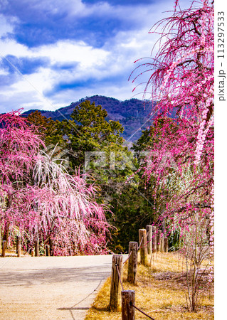 【京都風景】三室戸寺 しだれ梅園はまるで天空の花園 【京都風景】三室戸寺 しだれ梅園はまるで天空の花園 113297533