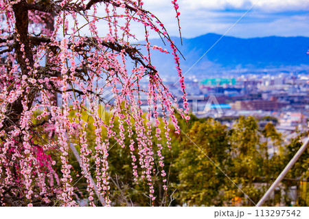 【京都風景】三室戸寺　しだれ梅園はまるで天空の花園 113297542