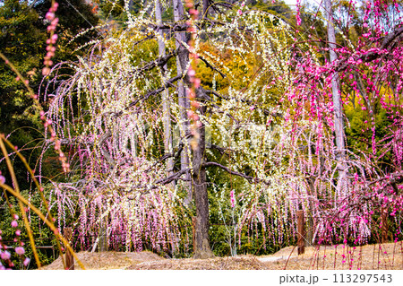 【京都風景】三室戸寺　しだれ梅園はまるで天空の花園 113297543