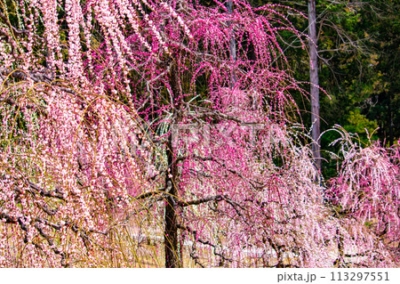 【京都風景】三室戸寺 しだれ梅園はまるで天空の花園 【京都風景】三室戸寺 しだれ梅園はまるで天空の花園 113297551