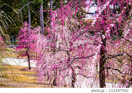 【京都風景】三室戸寺 しだれ梅園はまるで天空の花園 【京都風景】三室戸寺 しだれ梅園はまるで天空の花園 113297562