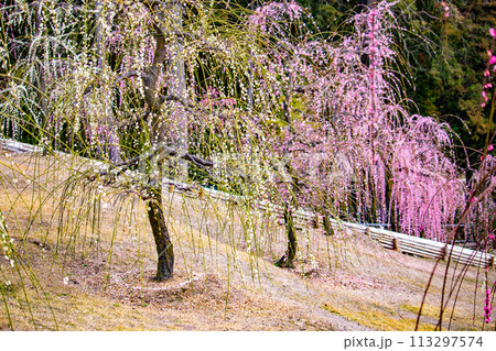 【京都風景】三室戸寺　しだれ梅園はまるで天空の花園 113297574