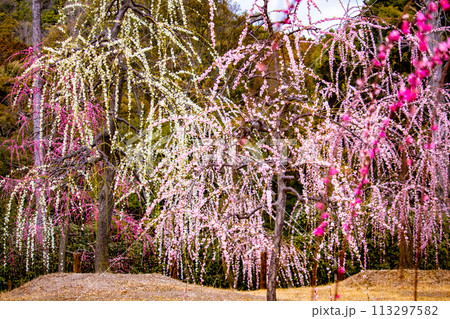 【京都風景】三室戸寺 しだれ梅園はまるで天空の花園 【京都風景】三室戸寺 しだれ梅園はまるで天空の花園 113297582