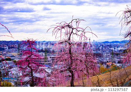 【京都風景】三室戸寺 しだれ梅園はまるで天空の花園 【京都風景】三室戸寺 しだれ梅園はまるで天空の花園 113297587