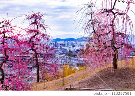 【京都風景】三室戸寺 しだれ梅園はまるで天空の花園 【京都風景】三室戸寺 しだれ梅園はまるで天空の花園 113297591