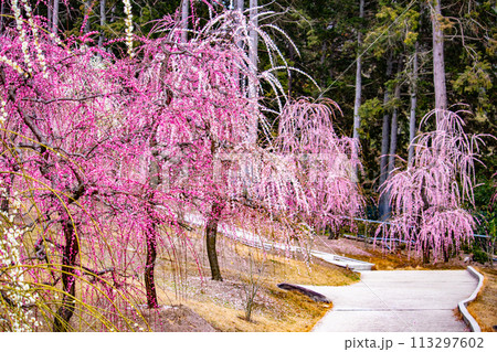 【京都風景】三室戸寺　しだれ梅園はまるで天空の花園 113297602