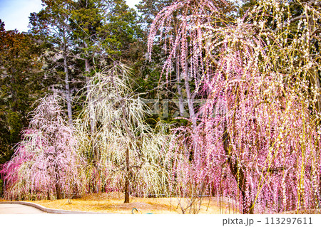 【京都風景】三室戸寺　しだれ梅園はまるで天空の花園 113297611