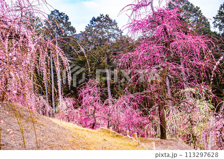【京都風景】三室戸寺　しだれ梅園はまるで天空の花園 113297628