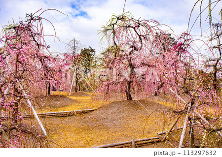 【京都風景】三室戸寺 しだれ梅園はまるで天空の花園 【京都風景】三室戸寺 しだれ梅園はまるで天空の花園 113297632