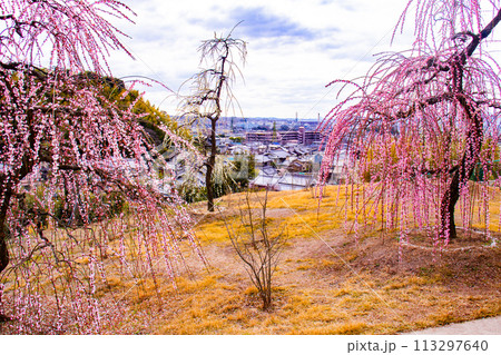 【京都風景】三室戸寺 しだれ梅園はまるで天空の花園 【京都風景】三室戸寺 しだれ梅園はまるで天空の花園 113297640