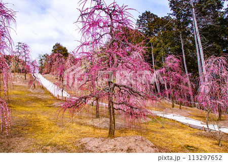 【京都風景】三室戸寺　しだれ梅園はまるで天空の花園 113297652
