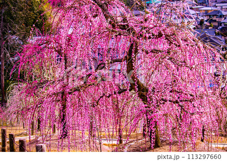 【京都風景】三室戸寺 しだれ梅園はまるで天空の花園 【京都風景】三室戸寺 しだれ梅園はまるで天空の花園 113297660