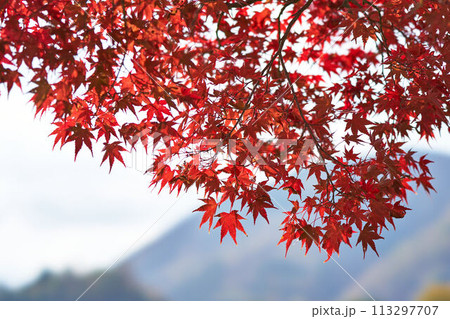 神奈川県　丹沢湖の紅葉 113297707
