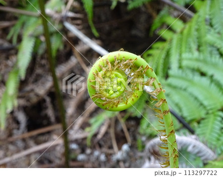 シダの新芽 113297722