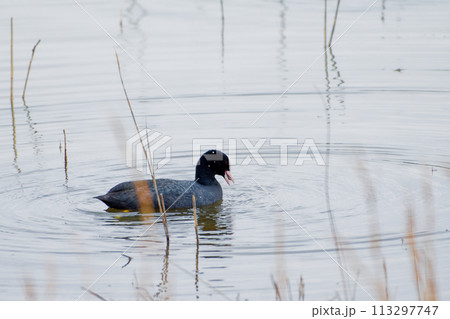 クイナ科オオバン 113297747