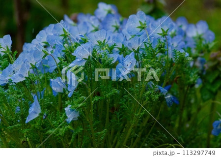 北米原産の一年草　ムラサキ科ネモフィラの青い花 113297749
