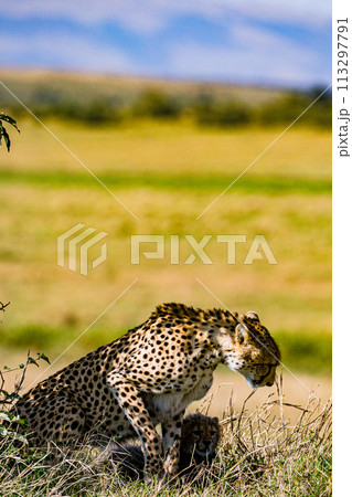 Cheetah Wildlife Animals Wild Maasai Mara National Reserve Park Narok County Great Rift Valley Kenya East Africa Landscapes Travel Safaris bush Wild Savannah grasslands wilderness hilly mountains docu Cheetah Wildlife Animals Wild Maasai Mara National Reserve Park Narok County Great Rift Valley Kenya East Africa Landscapes Travel Safaris bush Wild Savannah grasslands wilderness hilly mountains docu 113297791
