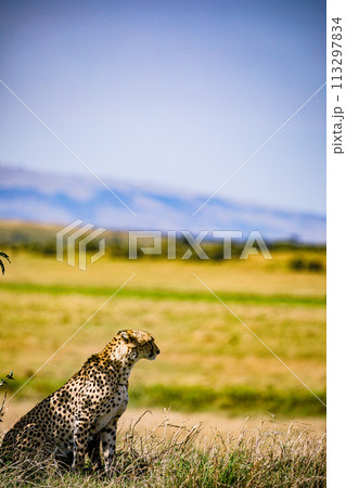 Cheetah Wildlife Animals Wild Maasai Mara National Reserve Park Narok County Great Rift Valley Kenya East Africa Landscapes Travel Safaris bush Wild Savannah grasslands wilderness hilly mountains docu 113297834