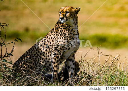 Cheetah Wildlife Animals Wild Maasai Mara National Reserve Park Narok County Great Rift Valley Kenya East Africa Landscapes Travel Safaris bush Wild Savannah grasslands wilderness hilly mountains docu 113297853
