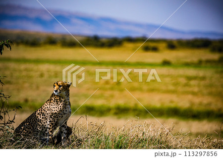 Cheetah Wildlife Animals Wild Maasai Mara National Reserve Park Narok County Great Rift Valley Kenya East Africa Landscapes Travel Safaris bush Wild Savannah grasslands wilderness hilly mountains docu Cheetah Wildlife Animals Wild Maasai Mara National Reserve Park Narok County Great Rift Valley Kenya East Africa Landscapes Travel Safaris bush Wild Savannah grasslands wilderness hilly mountains docu 113297856