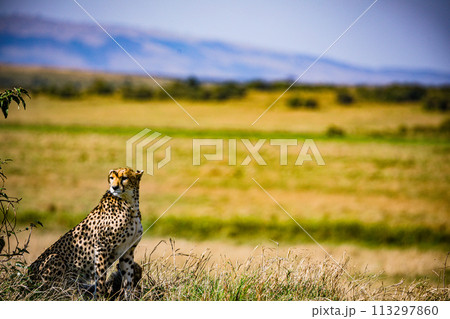 Cheetah Wildlife Animals Wild Maasai Mara National Reserve Park Narok County Great Rift Valley Kenya East Africa Landscapes Travel Safaris bush Wild Savannah grasslands wilderness hilly mountains docu Cheetah Wildlife Animals Wild Maasai Mara National Reserve Park Narok County Great Rift Valley Kenya East Africa Landscapes Travel Safaris bush Wild Savannah grasslands wilderness hilly mountains docu 113297860