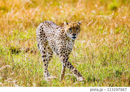 Cheetah Wildlife Animals Wild Maasai Mara National Reserve Park Narok County Great Rift Valley Kenya East Africa Landscapes Travel Safaris bush Wild Savannah grasslands wilderness hilly mountains docu 113297867