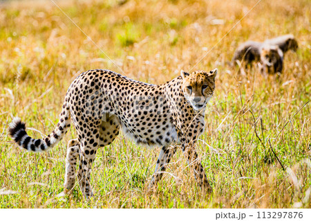 Cheetah Wildlife Animals Wild Maasai Mara National Reserve Park Narok County Great Rift Valley Kenya East Africa Landscapes Travel Safaris bush Wild Savannah grasslands wilderness hilly mountains docu 113297876