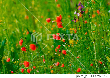 ケシ科の一年草ナガミヒナゲシの花 113297947