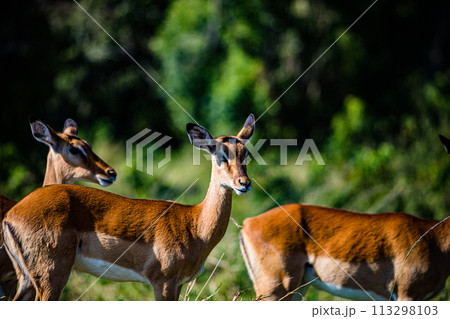 Thomsons Gazelle Wildlife Animals Wild Maasai Mara National Reserve Park Narok County Great Rift Valley Kenya East Africa Landscapes Travel Safaris bush Wild Savannah grasslands wilderness hilly mount 113298103