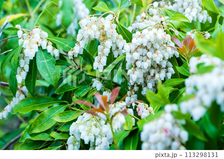 馬酔木の白い花 113298131