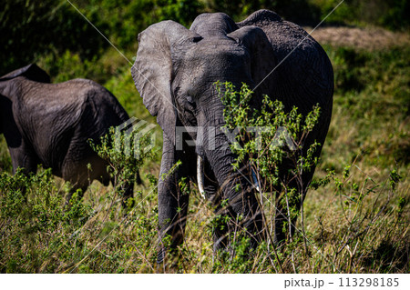 Elephant Wildlife Animals Wild Maasai Mara National Reserve Park Narok County Great Rift Valley Kenya East Africa Landscapes Travel Safaris bush Wild Savannah grasslands wilderness hilly mountains doc 113298185