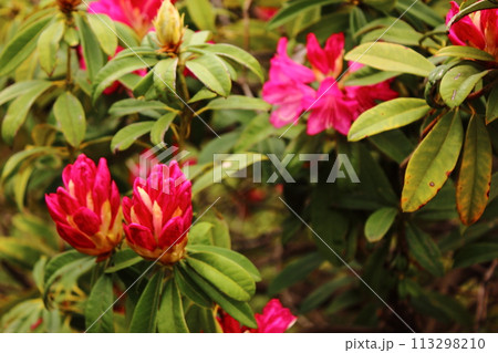 4月上旬になって開き始めた福蔵院の石楠花（5） 113298210