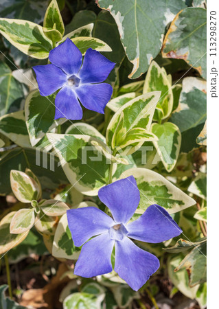 青いツルニチニチソウの花二輪 青いツルニチニチソウの花二輪 113298270