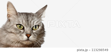 Head cat, on white background. Funny large Head cat, on white background. Funny large 113298549